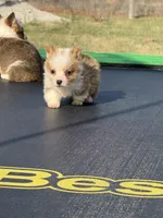 George , a male Pembroke Welsh Corgi for sale in Rolla, MO – Photo 2 of 10