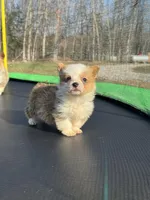 George , a male Pembroke Welsh Corgi for sale in Rolla, MO – Photo 3 of 10