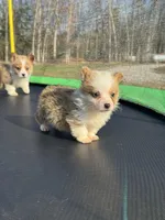 George , a male Pembroke Welsh Corgi for sale in Rolla, MO – Photo 4 of 10