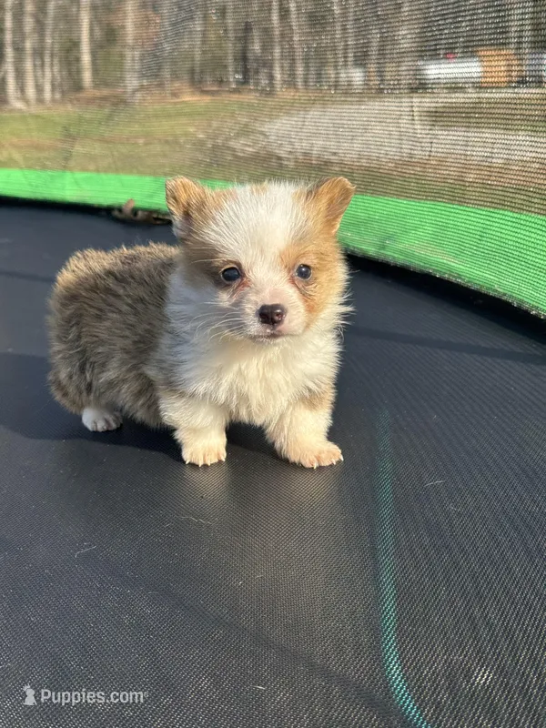 George  – Pembroke Welsh Corgi puppy for sale in Rolla, MO