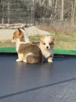 George , a male Pembroke Welsh Corgi for sale in Rolla, MO – Photo 7 of 10