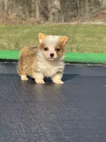 George , a male Pembroke Welsh Corgi for sale in Rolla, MO – Photo 10 of 10