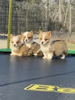 George , a male Pembroke Welsh Corgi for sale in Rolla, MO – Photo 8 of 10