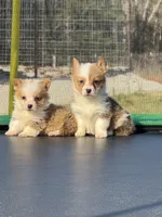 George , a male Pembroke Welsh Corgi for sale in Rolla, MO – Photo 5 of 10