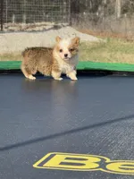 George , a male Pembroke Welsh Corgi for sale in Rolla, MO – Photo 6 of 10