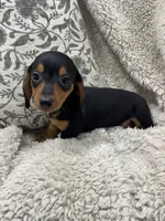 Thomas, a male Miniature Dachshund for sale in Rolla, MO – 4 of 6