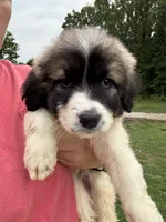 Rose, a female Great Pyrenees for sale in Rolla, MO – 1 of 3