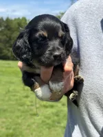 Lily, a female Miniature Dachshund for sale in Rolla, MO – Photo 4 of 5