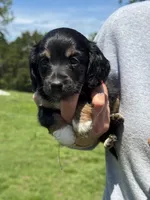 Lily, a female Miniature Dachshund for sale in Rolla, MO – Photo 3 of 5