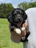 Lily, a female Miniature Dachshund for sale in Rolla, MO – Photo 5 of 5