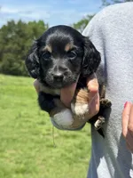 Lily, a female Miniature Dachshund for sale in Rolla, MO – Photo 2 of 5