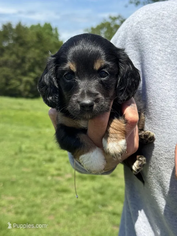 Lily, a female Miniature Dachshund for sale in Rolla, MO – Photo 1 of 5