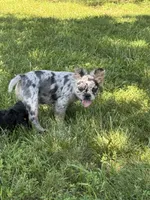 Tillie, a male French Bulldog for sale in Rolla, MO – 2 of 7