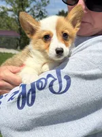 Millie, a female Pembroke Welsh Corgi for sale in Rolla, MO – 1 of 10