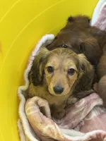 Lightning, a female Miniature Dachshund for sale in Rolla, MO – Photo 1 of 10