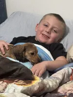 Lightning, a female Miniature Dachshund for sale in Rolla, MO – Photo 4 of 10