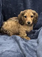 Lightning, a female Miniature Dachshund for sale in Rolla, MO – Photo 2 of 10