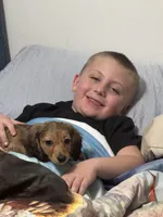 Lightning, a female Miniature Dachshund for sale in Rolla, MO – Photo 6 of 10