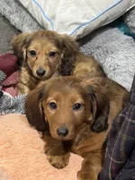 Lightning, a female Miniature Dachshund for sale in Rolla, MO – Photo 8 of 10