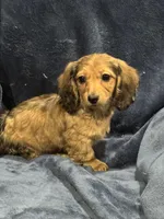 Lightning, a female Miniature Dachshund for sale in Rolla, MO – Photo 5 of 10