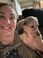 Lightning, a female Miniature Dachshund for sale in Rolla, MO – Photo 3 of 10