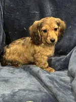 Lightning, a female Miniature Dachshund for sale in Rolla, MO – Photo 7 of 10
