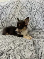 Maizie, a female Pembroke Welsh Corgi for sale in Rolla, MO – 5 of 5