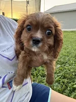 Puddin , a male Cavalier King Charles Spaniel for sale in Rolla, MO – 5 of 6