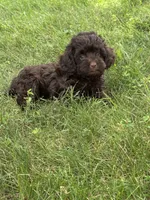 Mason, a male Cavapoo for sale in Rolla, MO – 2 of 4