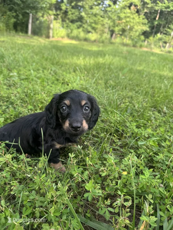 Miles – Miniature Dachshund puppy for sale in Rolla, MO