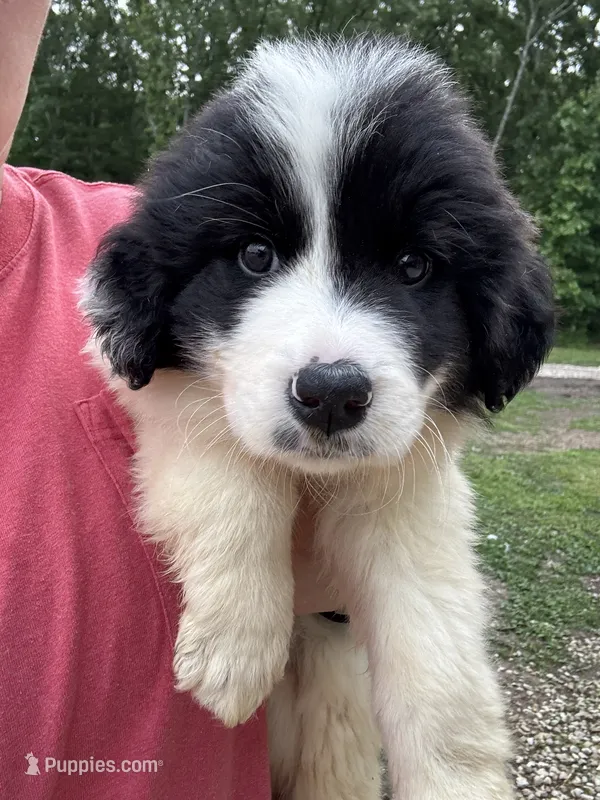 Remi – Great Pyrenees puppy for sale in Rolla, MO