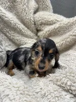 Susie, a female Miniature Dachshund for sale in Rolla, MO – 3 of 8