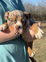 Max, a male English Bulldog for sale in Rolla, MO – Photo 2 of 5