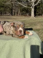 Max, a male English Bulldog for sale in Rolla, MO – Photo 1 of 5