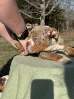 Max, a male English Bulldog for sale in Rolla, MO – Photo 5 of 5