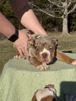 Max, a male English Bulldog for sale in Rolla, MO – Photo 3 of 5