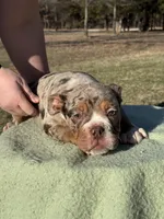 Max, a male English Bulldog for sale in Rolla, MO – Photo 4 of 5