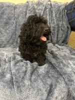 Sammy, a male Poodle - Miniature  for sale in Rolla, MO – 9 of 10