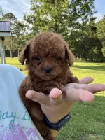 Ruby Red, a female Poodle - Toy  for sale in Rolla, MO – 3 of 7