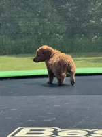 Laura, a female Miniature Goldendoodle for sale in Rolla, MO – 3 of 7