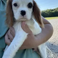 Jeffrey, a male Cavalier King Charles Spaniel for sale in Rolla, MO – Photo 6 of 6