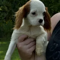 Jeffrey, a male Cavalier King Charles Spaniel for sale in Rolla, MO – Photo 4 of 6