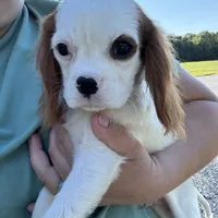 Jeffrey, a male Cavalier King Charles Spaniel for sale in Rolla, MO – Photo 1 of 6