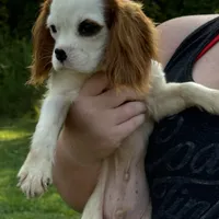 Jeffrey, a male Cavalier King Charles Spaniel for sale in Rolla, MO – Photo 2 of 6
