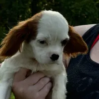 Jeffrey, a male Cavalier King Charles Spaniel for sale in Rolla, MO – Photo 5 of 6