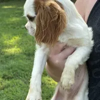 Jeffrey, a male Cavalier King Charles Spaniel for sale in Rolla, MO – Photo 3 of 6