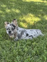 Tillie, a male French Bulldog for sale in Rolla, MO – 1 of 7