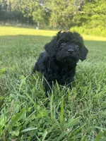 Ariel , a female Poodle - Toy  for sale in Rolla, MO – 3 of 9