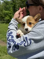 Millie, a female Pembroke Welsh Corgi for sale in Rolla, MO – 9 of 10