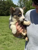 Bluie, a male Pembroke Welsh Corgi for sale in Rolla, MO – 3 of 6